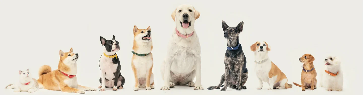 Dogs Shopify Store Case Study