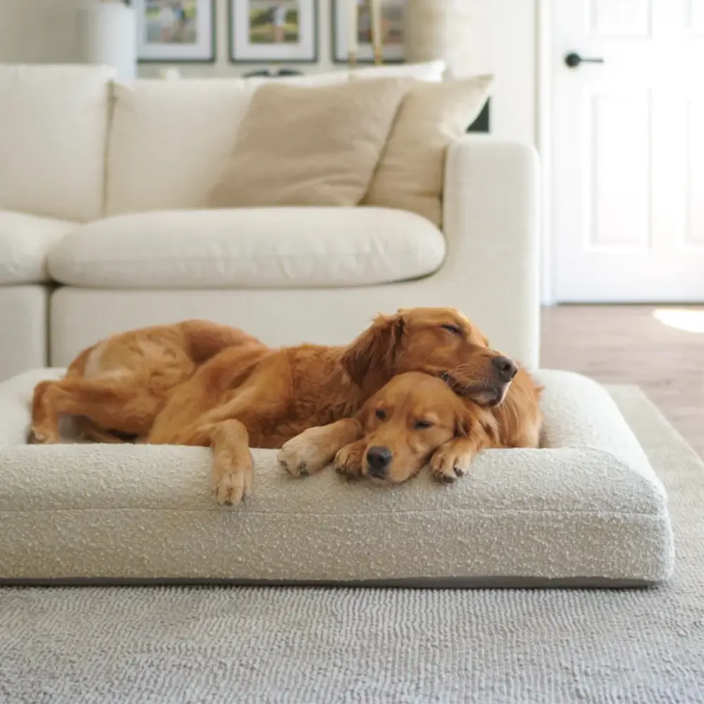 Dreamydog dog-sitting banner Ecommerce Store Case Study