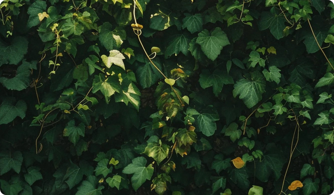 PHP, CMS E-commerce, Health & Wellness case study